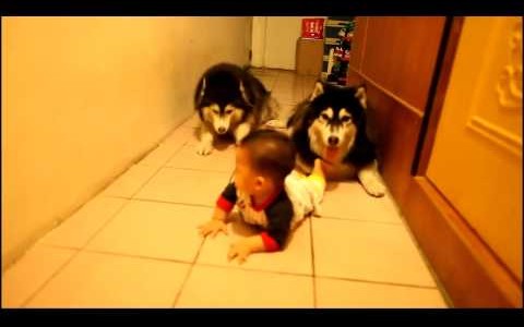 赤ちゃんと2匹のハスキー犬が”ハイハイ”で追いかけっこ　勝負の行方は？【動画】
