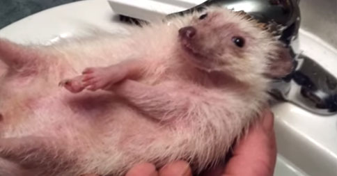 【可愛い♡】ハリネズミを水に入れたらどうなるか知ってますか？