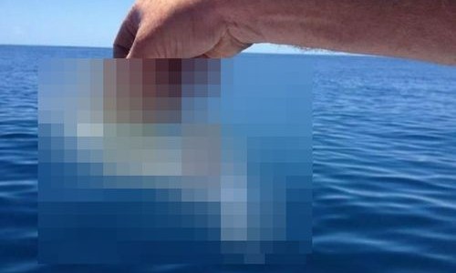 【画像】　アニメでも見た事ない！！　とんでもない姿の魚が発見される!!