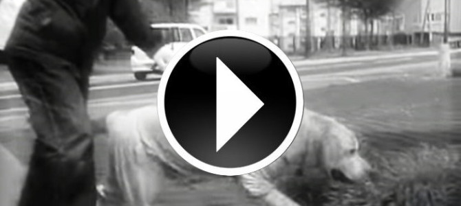 涙が止まらない･･･引退する盲導犬が帰る場所とは