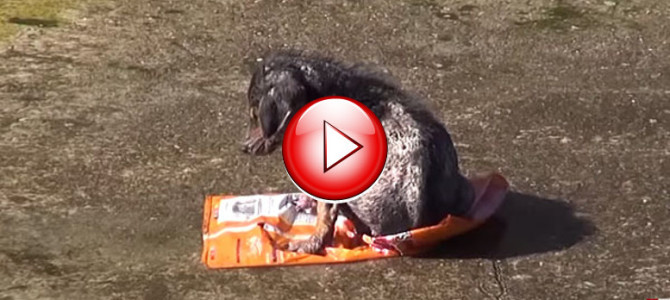 後ろ足を1本失い衰弱する仔犬。元気な姿を取り戻すまでの記録映像に感動！！