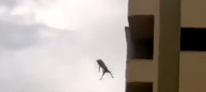 【衝撃動画】ビルから飛び降りる無謀な犬