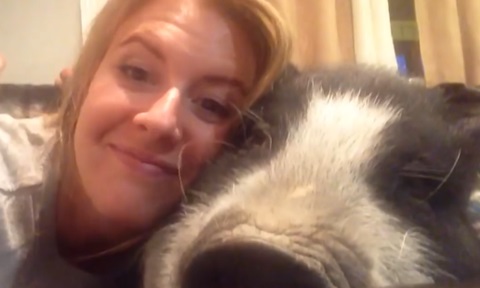 飼い主がハグすると「ブヒッ」と反応する豚が超人気に！！