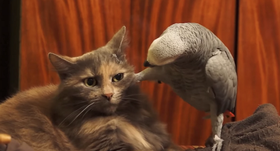 足で顔面を踏みつけてガン付けるインコと、それにイライラする猫wwwwww