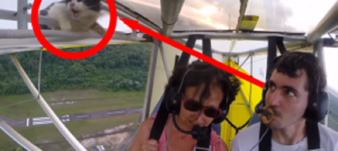 グライダーで飛行中、翼の中に隠れていた猫が唐突に現れてビックリ！！！