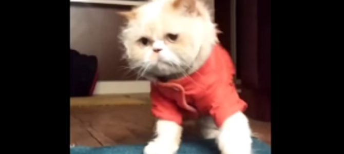 なにこれ！胸を押すとマイケル・ジャクソンみたいになっちゃう猫！