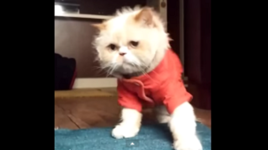 cc508d130c3e49068db4fe8f40649289-300x168