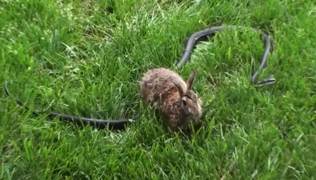 ecb4bc2d787677e5cca33982b3a20080-1024x585