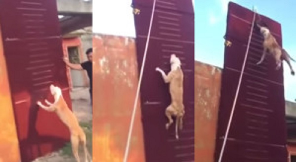 sadsadadadadsadad-300x164