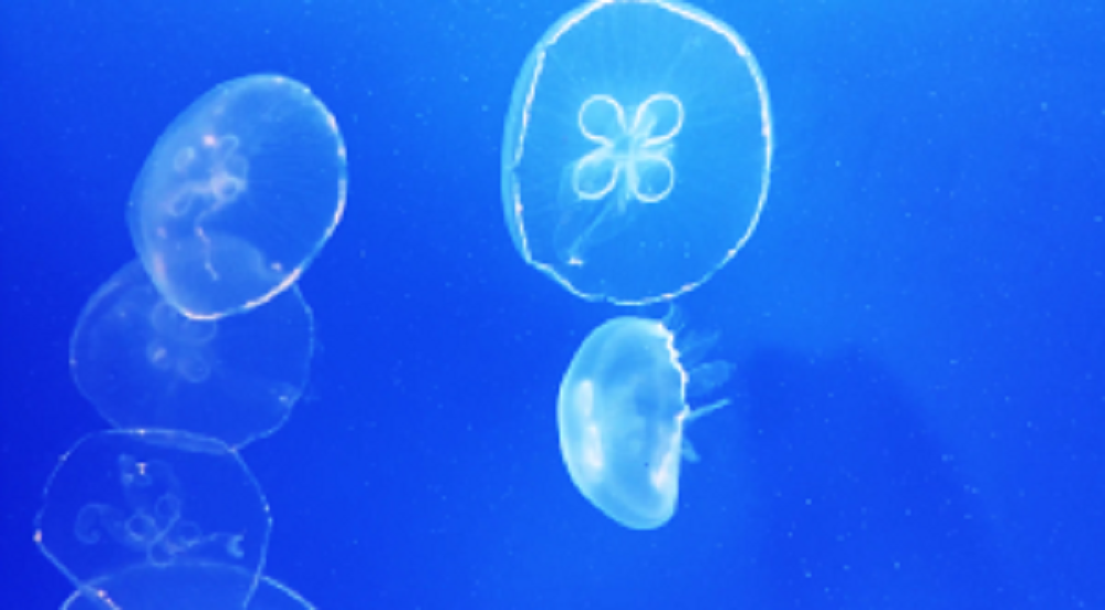 sdfdsfdsfsfsfsdfsdf-300x166