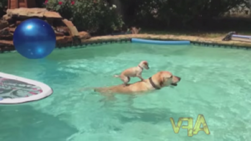 sdfsfsfsdfsfs-300x169