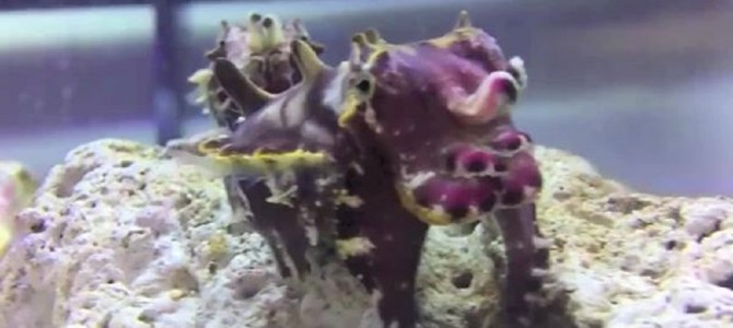 これが「イカ」なの？！四足歩行の動物のように歩く派手派手なイカが神秘的！