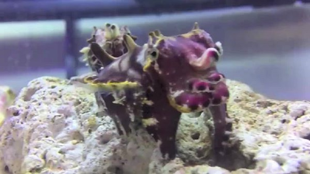 11407442_519338711552790_1361954084_n