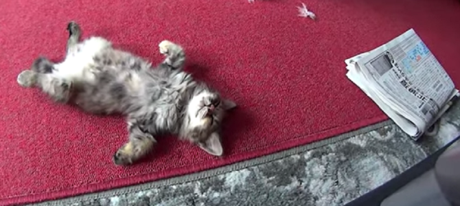 ボールで遊ぶ子猫がかわい過ぎる！
