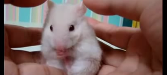 ハムスターのお家を開けてみたら想像以上だった！？