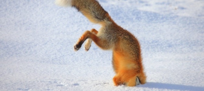 めい一杯ジャンプをしたが失敗した動物の映像集！