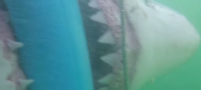 サメに襲われるとはこんな感じなのか