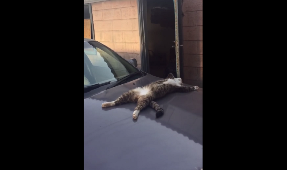 593c99340f4e72559f84aac7128abdf6