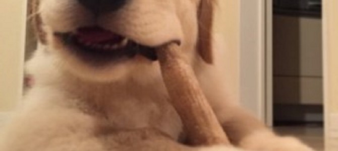 ゴールデンレトリーバーの子犬がソファーからジャンプ！