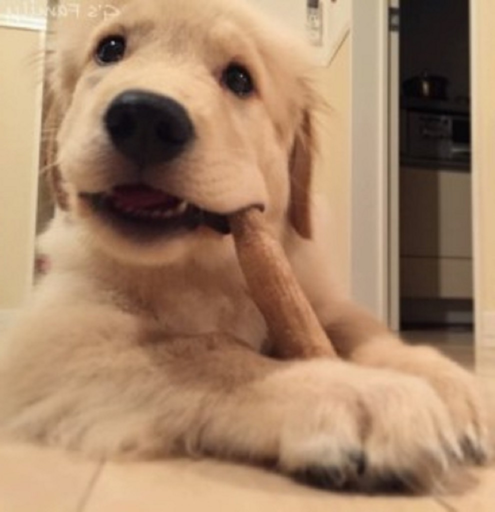 62d99ef92362fabf3035fbb6e2f5a87d-290x300