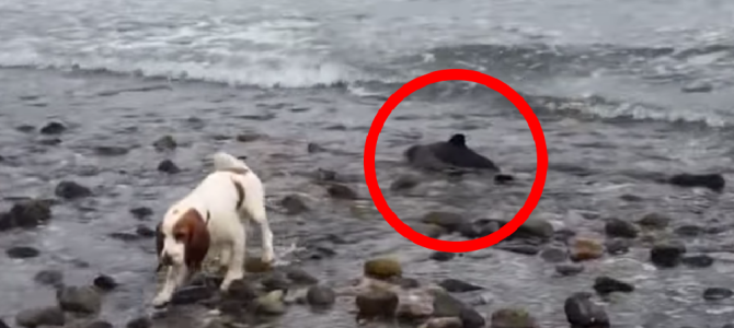 愛犬がビーチに打ち上げられた赤ちゃんイルカを発見！無事救出！