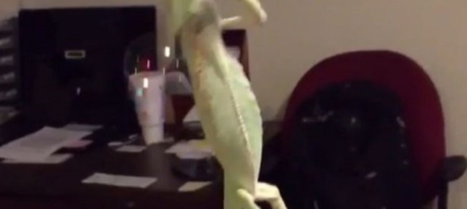 シャボン玉と遊ぶ手乗りカメレオンがめちゃ可愛い！