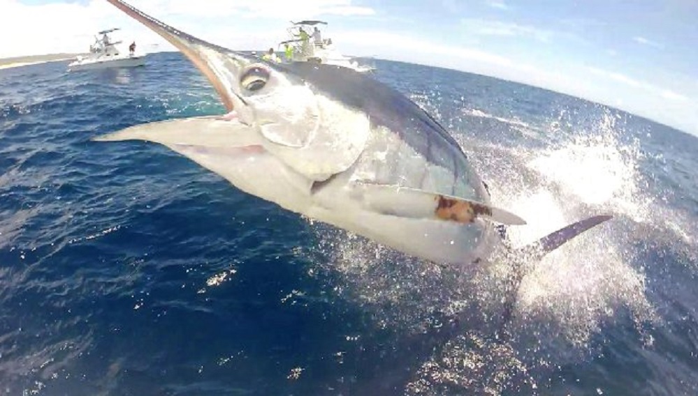 GoPro-Hero-Marlin-jumping-in-La-Brisa-boat