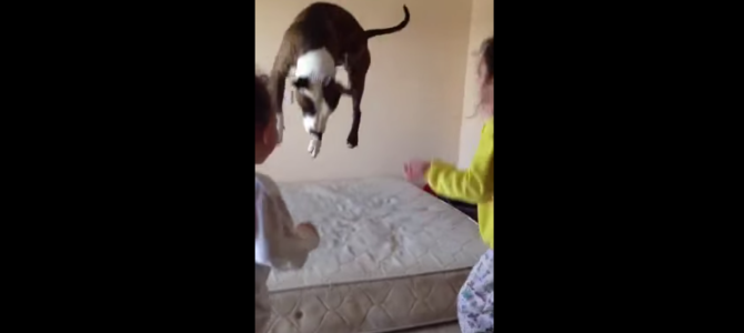 ベッドでジャンプする子どもを見てた犬が、マネしてぴょんぴょん！！