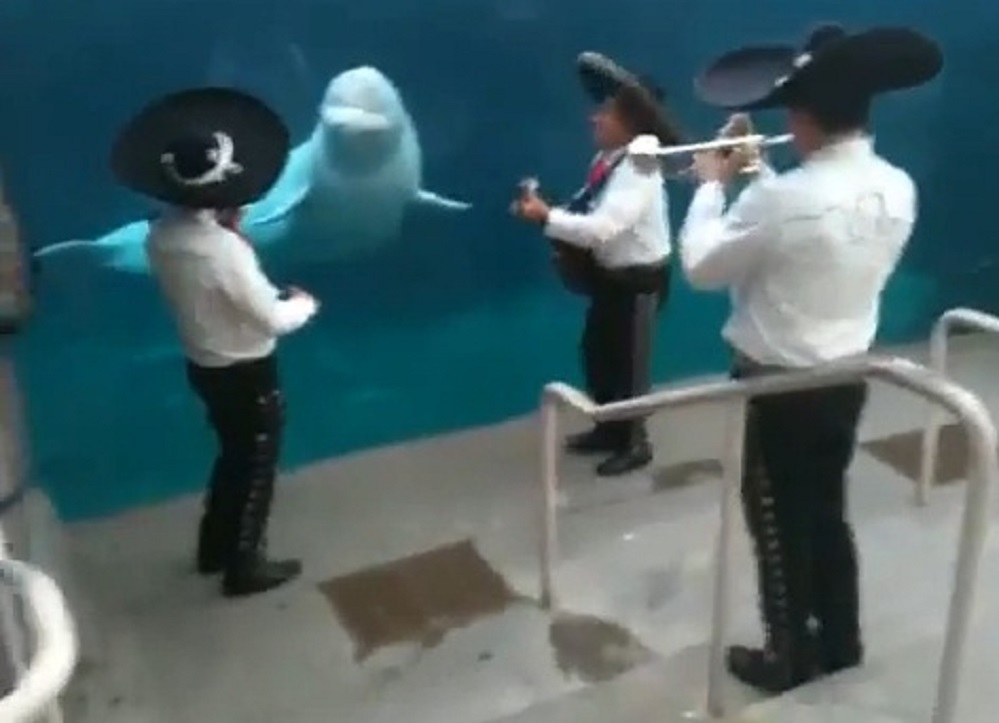 mariachi-serenades-beluga01