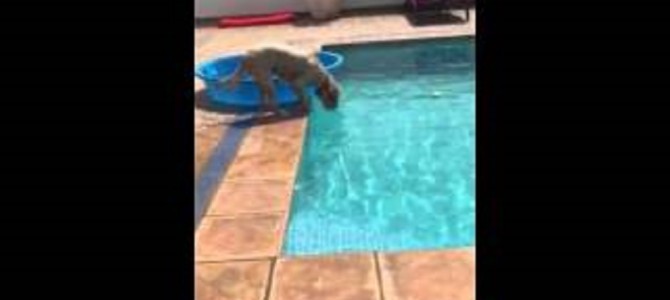 プールの中のボールが欲しい犬がとった作戦がすごい！