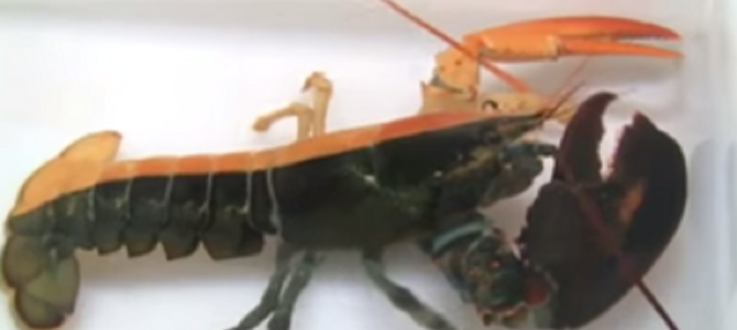 5000万分の1の超レアな突然変異！くっきり2色に分かれた「ロブスター」が捕獲された！