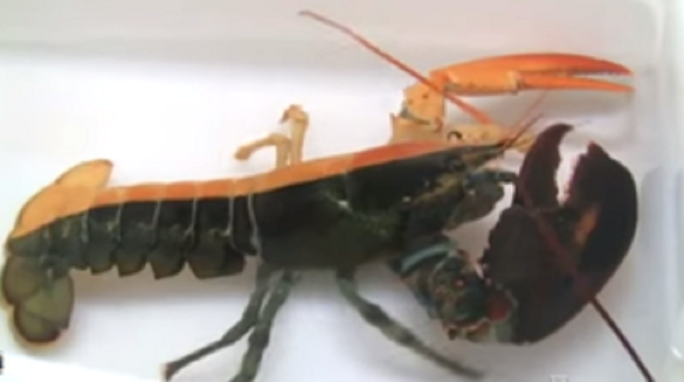 pou_CLM201507160003_01_l