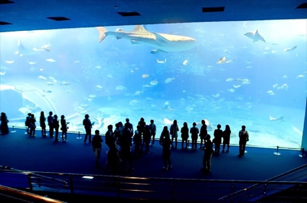 churaumi-aquarium-image44