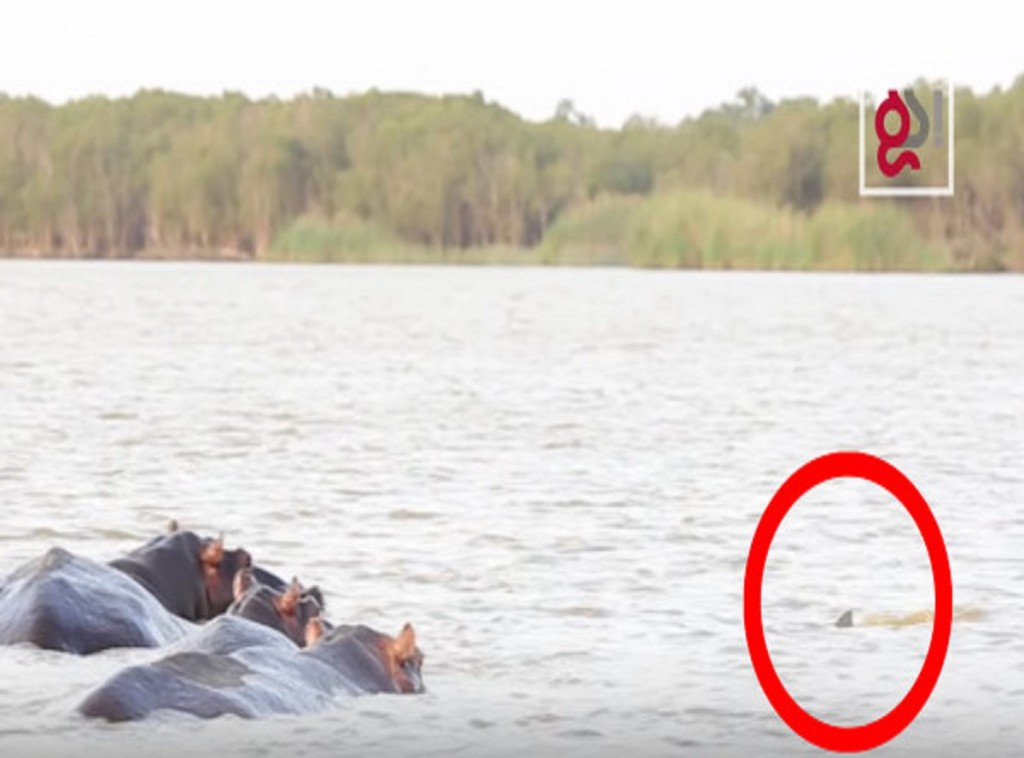 2476a5195b88c33128f4974c025339fa-600x308