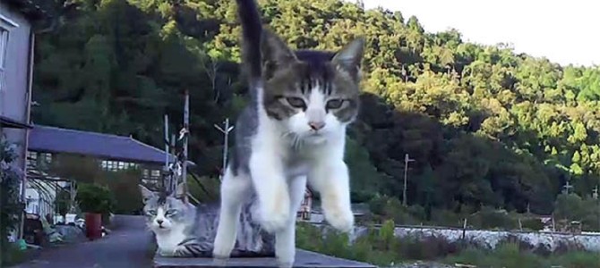 やたらイケメンな猫たち！猫のスーパースロー映像をたくさん撮ってみた！