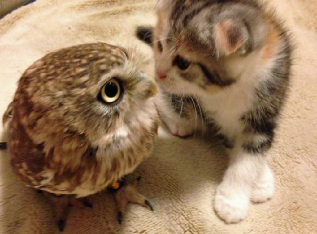 owl-and-pussycat-in-japan