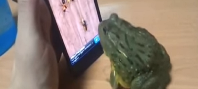 怒りの反撃？ゲーム画面の虫を食べれなかったカエルが想定外の暴挙にでる