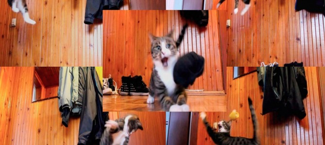 ぴょ〜ん、ぴょ〜ん、ジャンプ猫。三角飛びまでやってる！