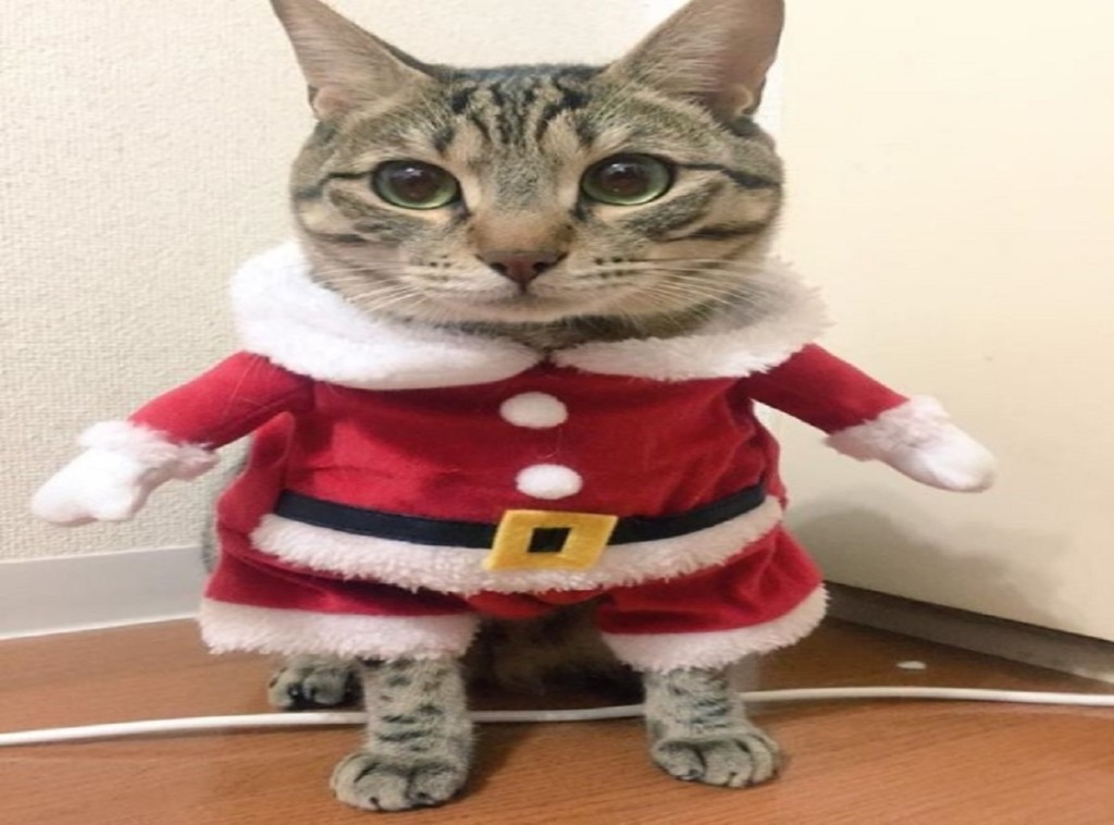 miyako_141209nekosanta01