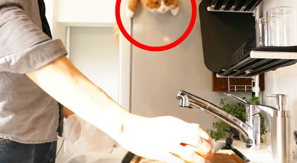 e8bd183be024e9915640d3445ee16d68-600x329