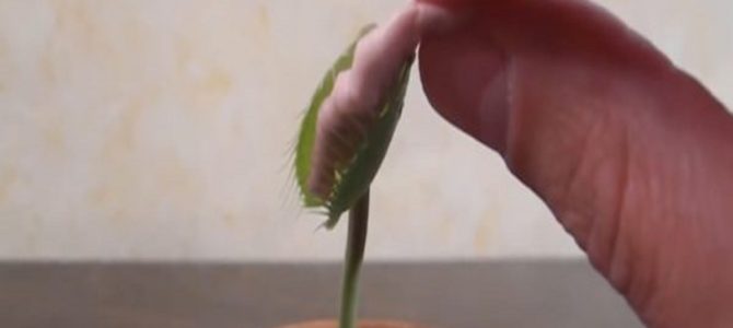 食虫植物の「ハエトリグサ」に風船ガムを与えてみたら、予想外の結果に！