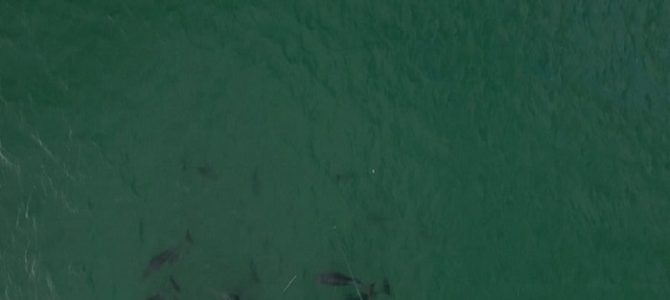 無人航空機『ドローン』を使ってビーチからマグロを釣る動画が凄い！