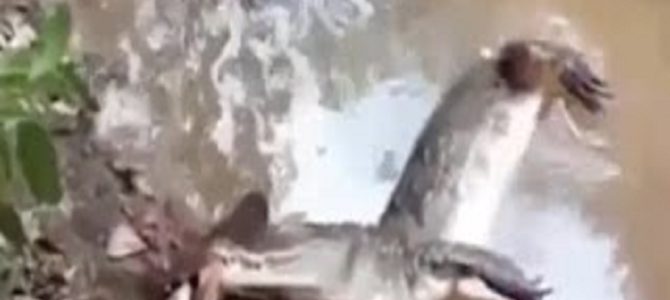 電気ウナギを噛んでしまったワニの末路