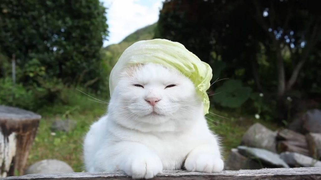 2e92d370462ec43046d9cdc6a27b9898