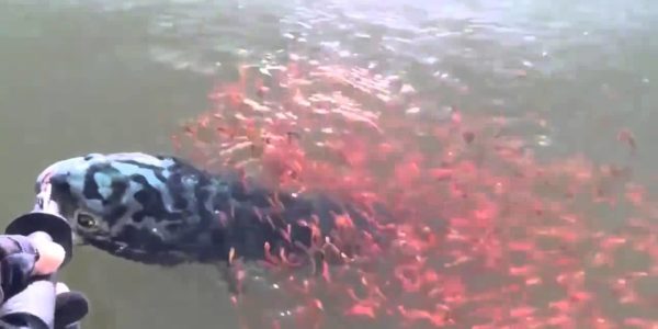 「ママを連れて行かないで！」大物が釣れたけど、、この姿を見たら解放せずにはいられない。。