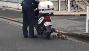 東京都立川市で警察官がカルガモの親子を護送している動画