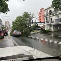 熊本市中央区 産業道路 渡鹿3丁目交差点付近で倒木