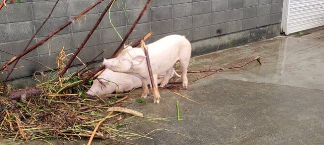 静岡市野巴川が氾濫! 近所の養豚場から脱走したと思われる豚が発見 静岡市野巴川が氾濫! 近所の養豚場から脱走したと思われる豚が発見