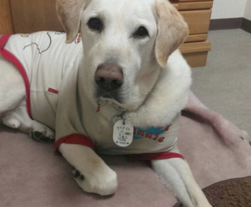 【許せない行為】盲導犬が刺されるという事件が発生