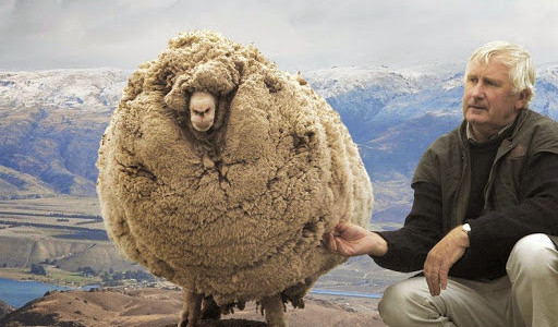 【閲覧注意】 オーストラリアの羊の毛刈り現場がひどすぎると話題に